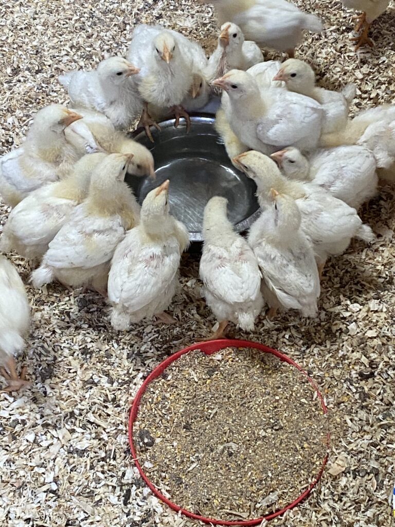 Kuikens de Arendshoeve