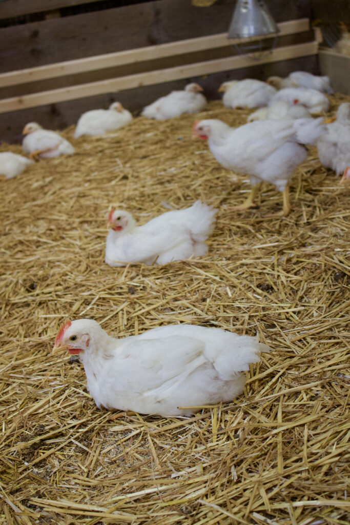 Kippen de Arendshoeve