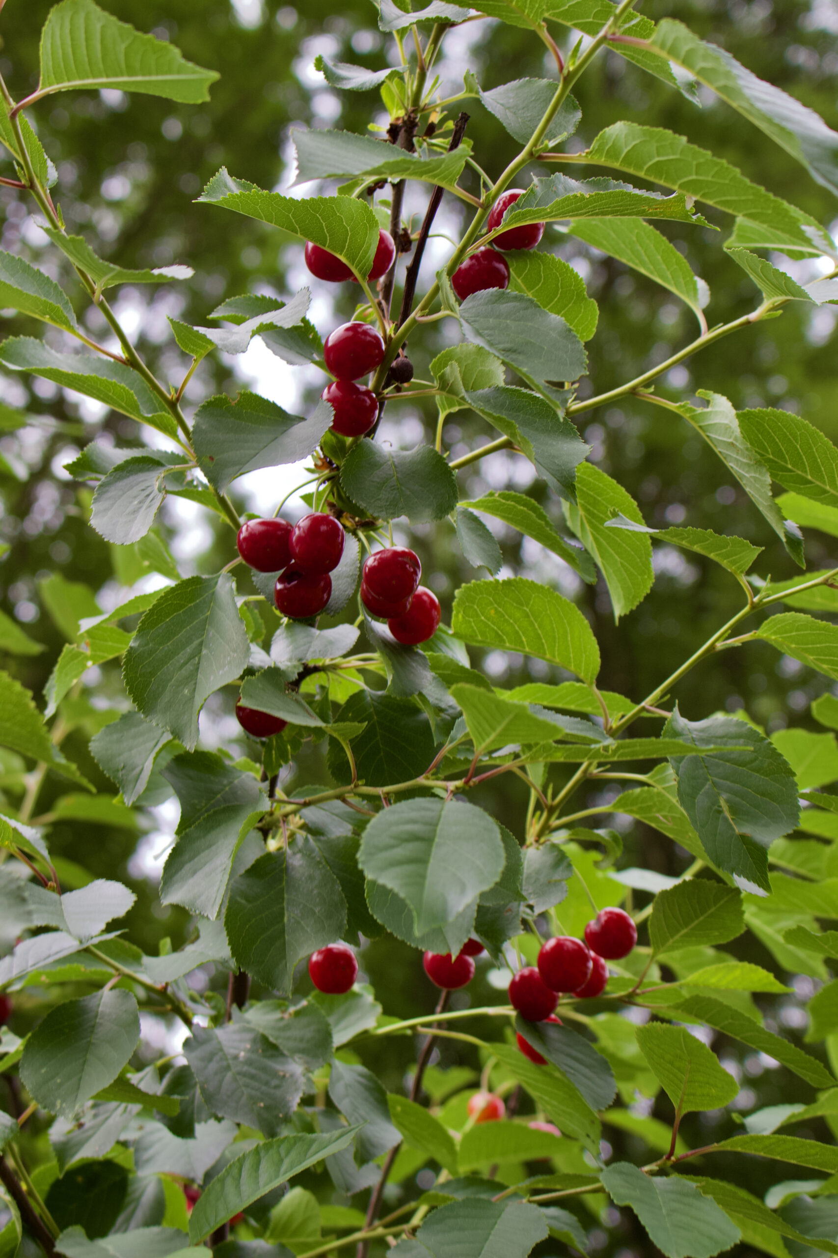 Kersen de Arendshoeve