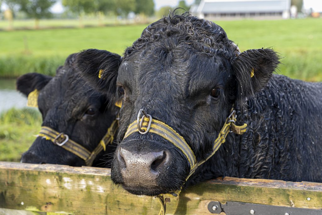 Koeien de Arendshoeve